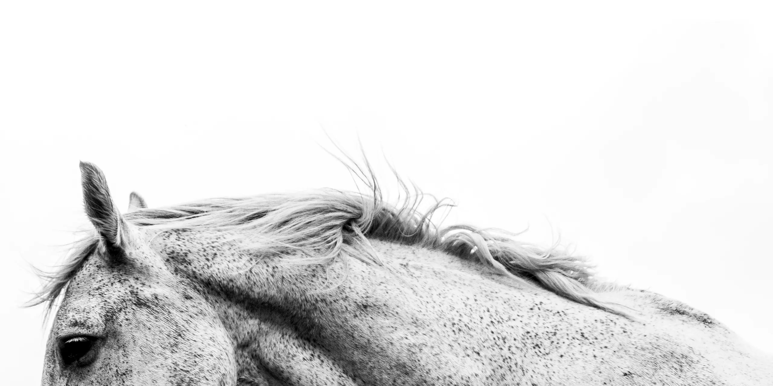 Horse portrait