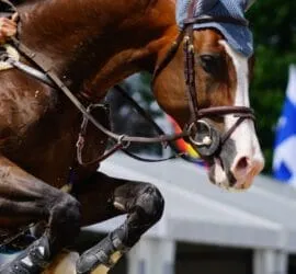 Fest der Pferde Donaueschingen 2026 — photo 1