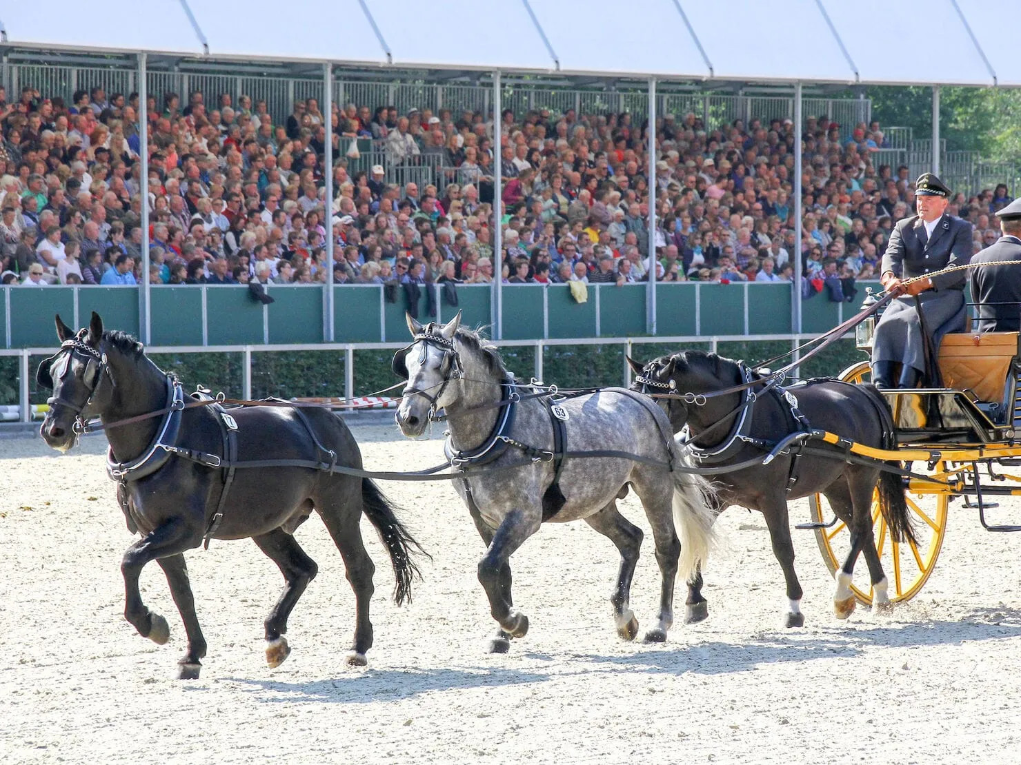 Moritzburger Hengstparaden 2026 — photo 2