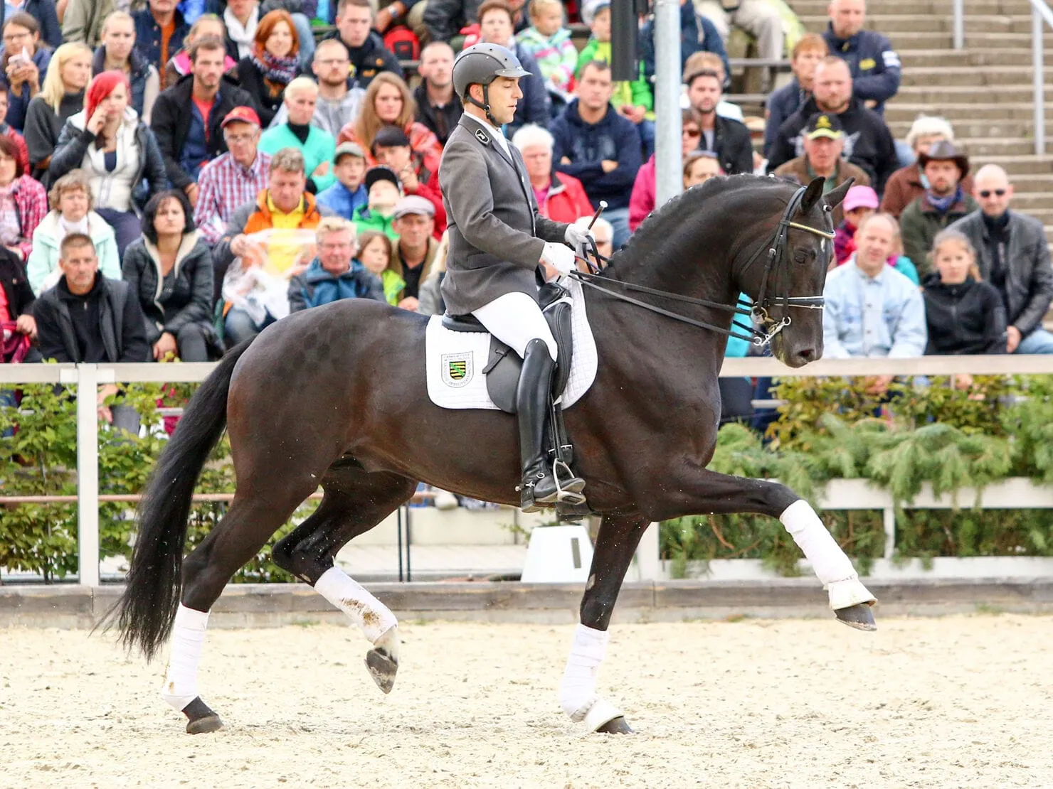 Moritzburger Hengstparaden 2026 — photo 3