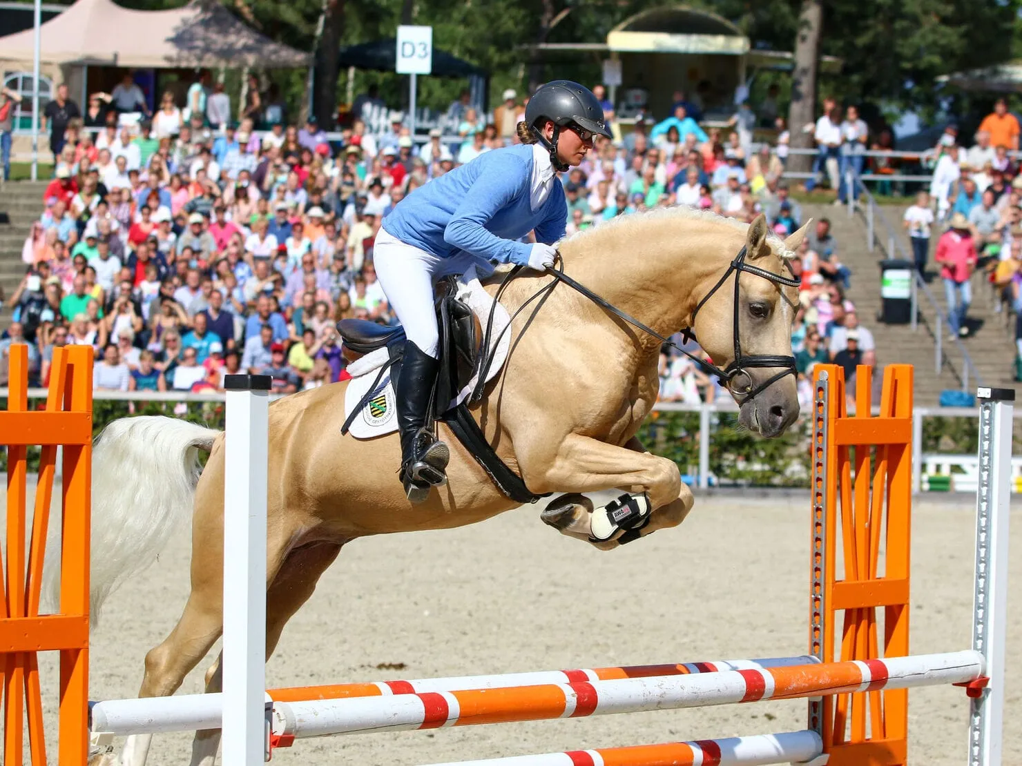 Moritzburger Hengstparaden 2026 — photo 6