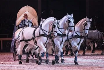 PFERD BODENSEE — photo 2