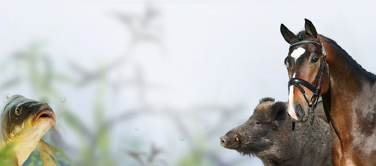 Reiten-Jagen-Fischen — photo 1