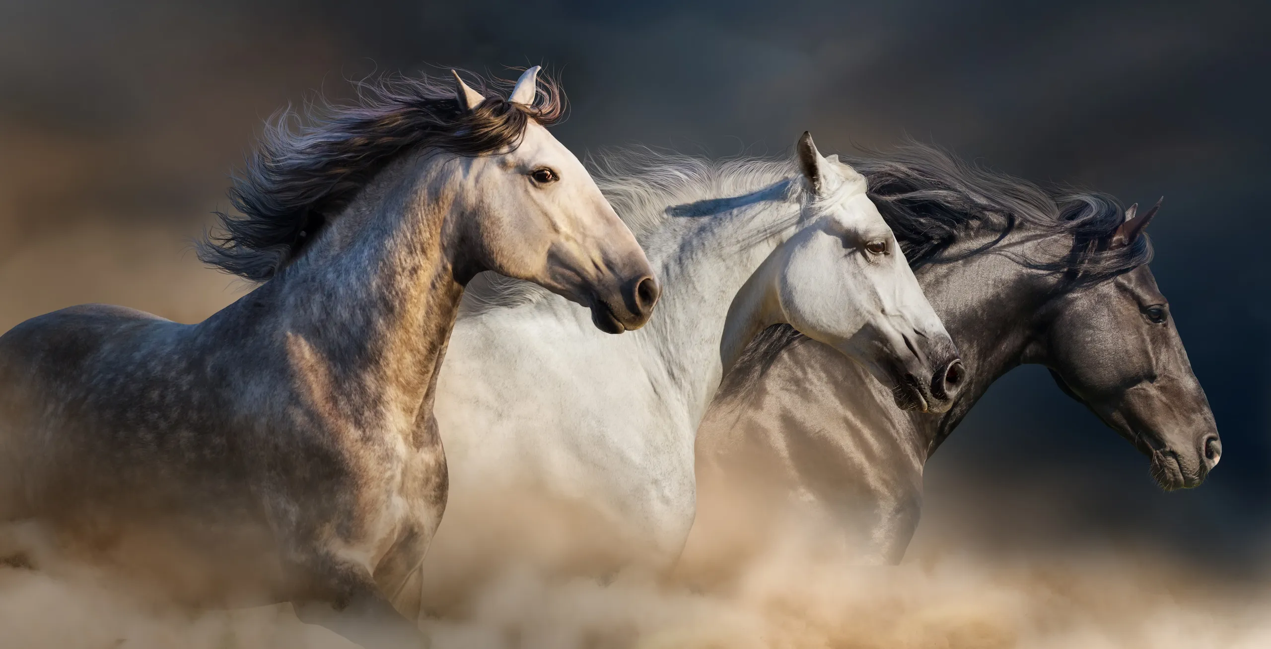 Horses galloping